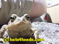 /home//u458753944/public_html/sourcegallery/////Roxborough Toad Detour/2022/2022-04-14 and 04-13/P4141012.JPG